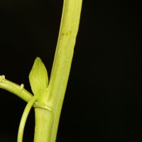 Passiflora quadrangularis L.